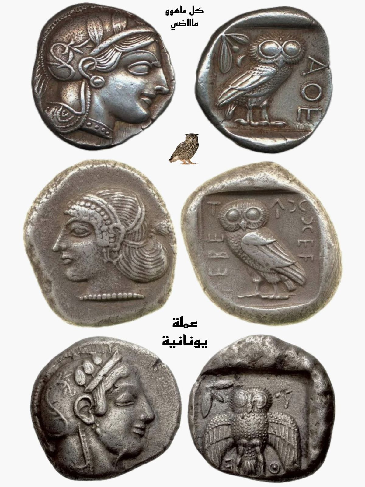 بومة أثينا