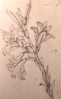 drawing-of-lilies-for-an-annunciation.jpg!PinterestSmall