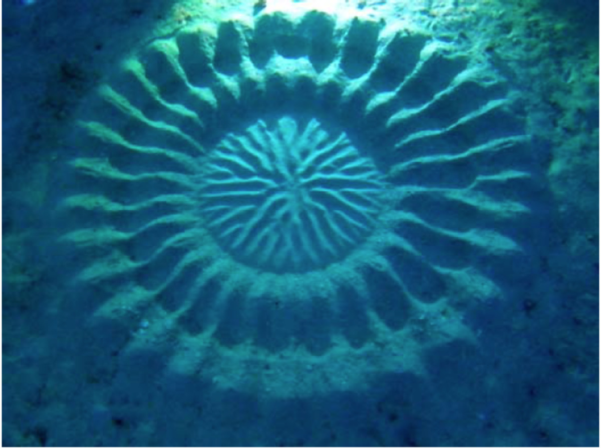 فنان البحار